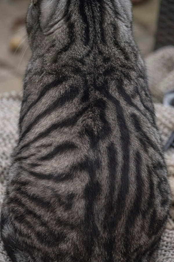 My Cat, Wilbur