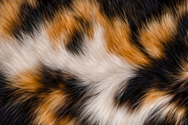 Calico coat