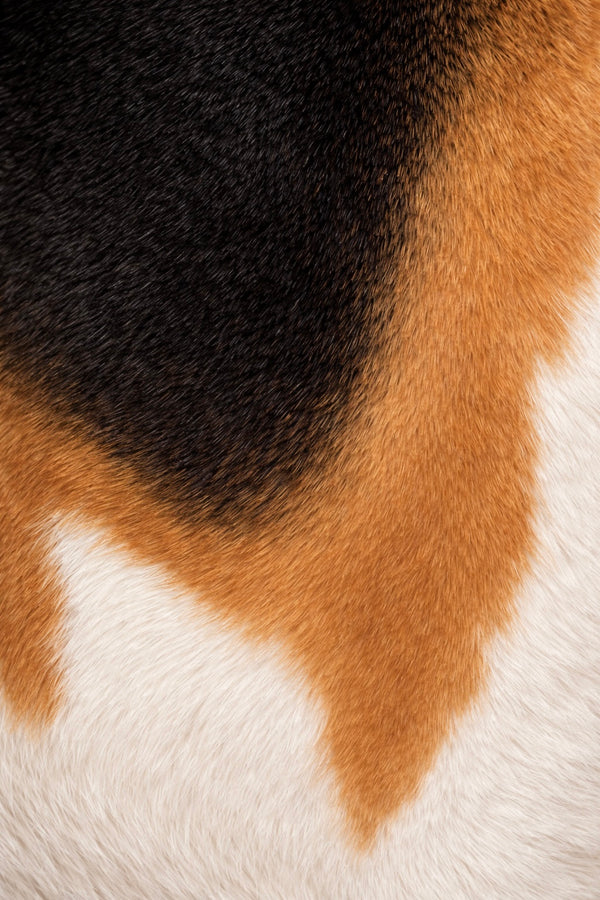 Tricolour coat