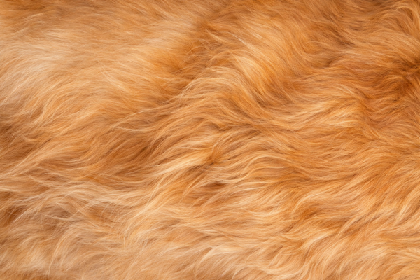 Golden coat