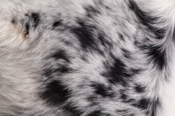 Merle coat