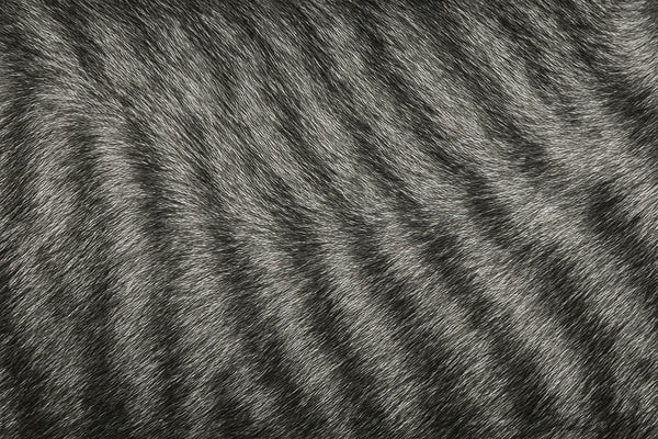 Tabby coat