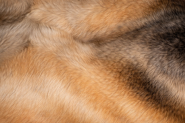 Tan coat
